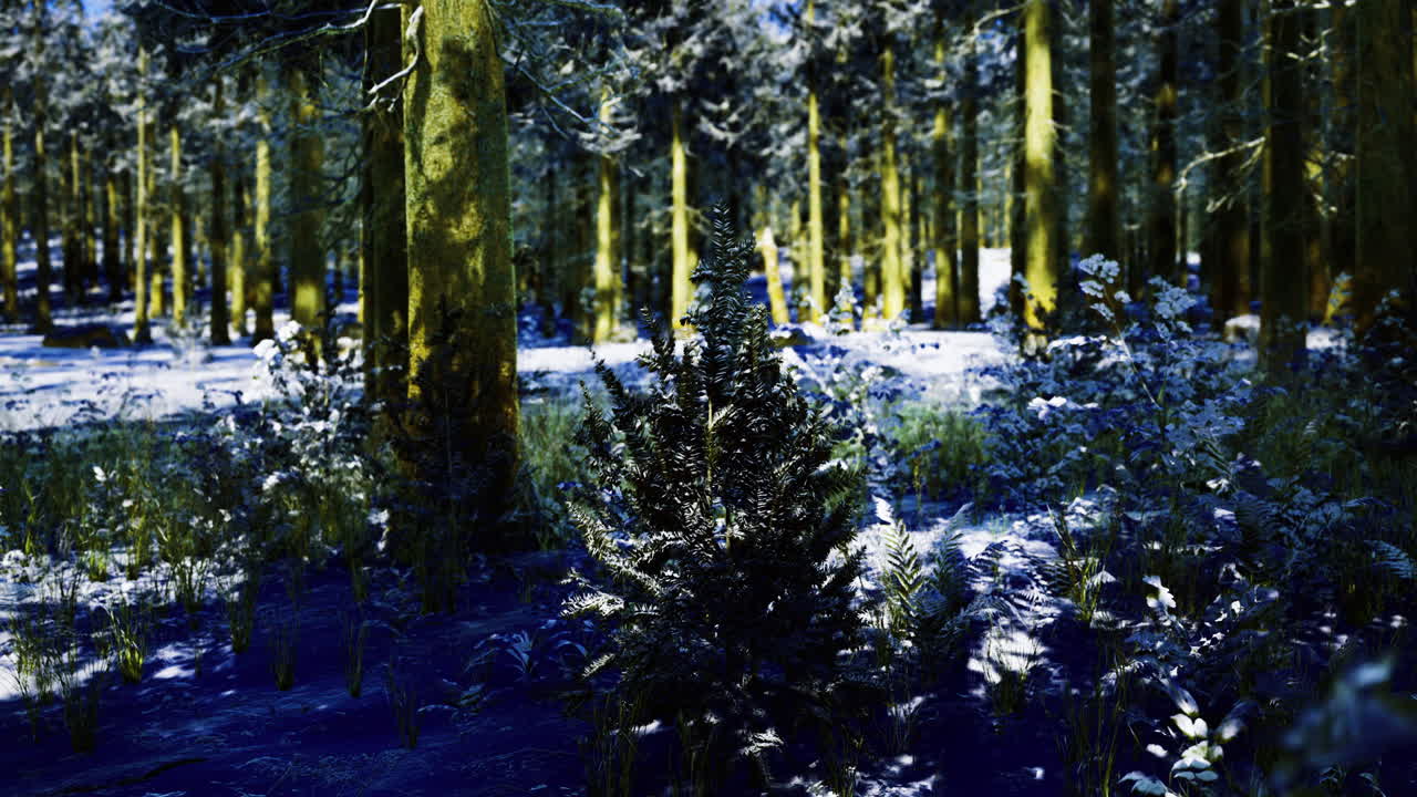Snowy forest landscape with evergreen trees and rich blue shadows in winter