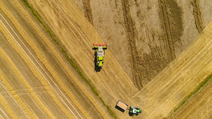 зерноуборочный комбайн собирает урожай пшеницы