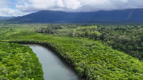 aerial footage captures lush mangroves and winding river in daintree rainforest under cloudy skies