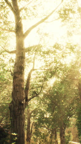 a beautiful forest scene with sun shining through the trees