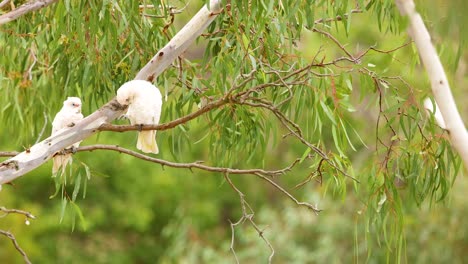 two long-billed corellas perched on a tree branch in geelong, australia, captured in natural lighting with a serene atmosphere