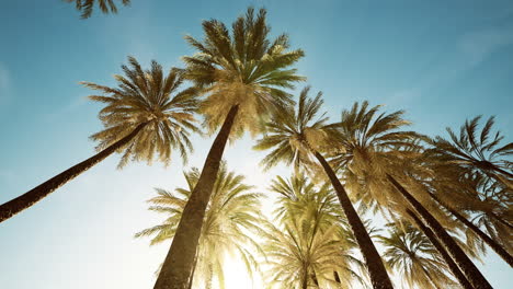 view-of-the-palm-trees-passing-by-under-blue-skies