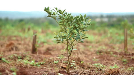 Anbau-Von-Yerba-Mate,-Typische-Art-Der-Becken-Des-Oberen-Paraná,-Uruguays-Und-Der-Nebenflüsse-Des-Paraguay-Flusses