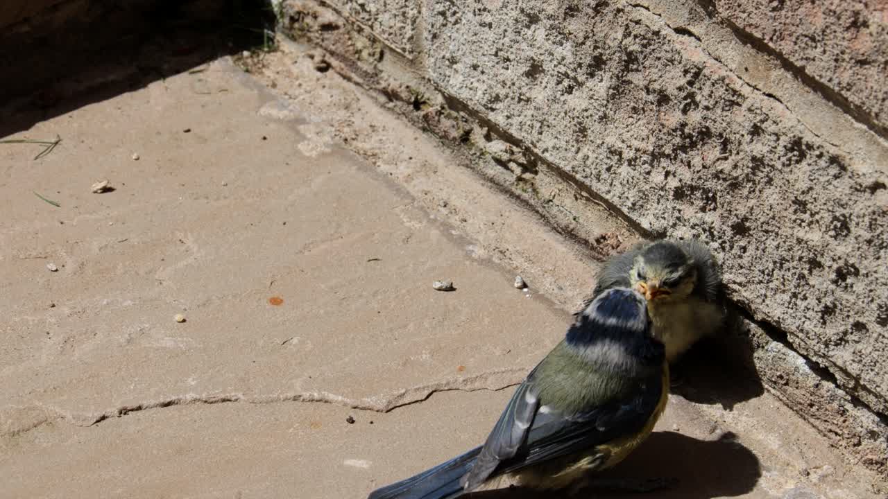 un pájaro adulto de tit azul alimentando a su bebé