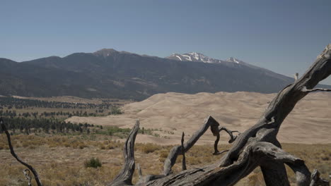 Dramatic-landscape-of-Great-Sand-Dunes-National-Park-through-tree-branches