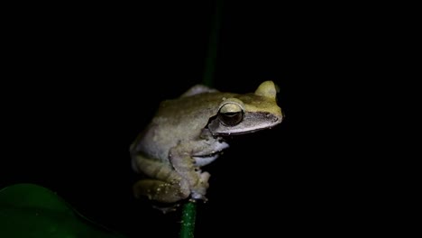 light turns on and off revealing this from deep in the night in the forest, common tree frog polypedates leucomystax, thailand