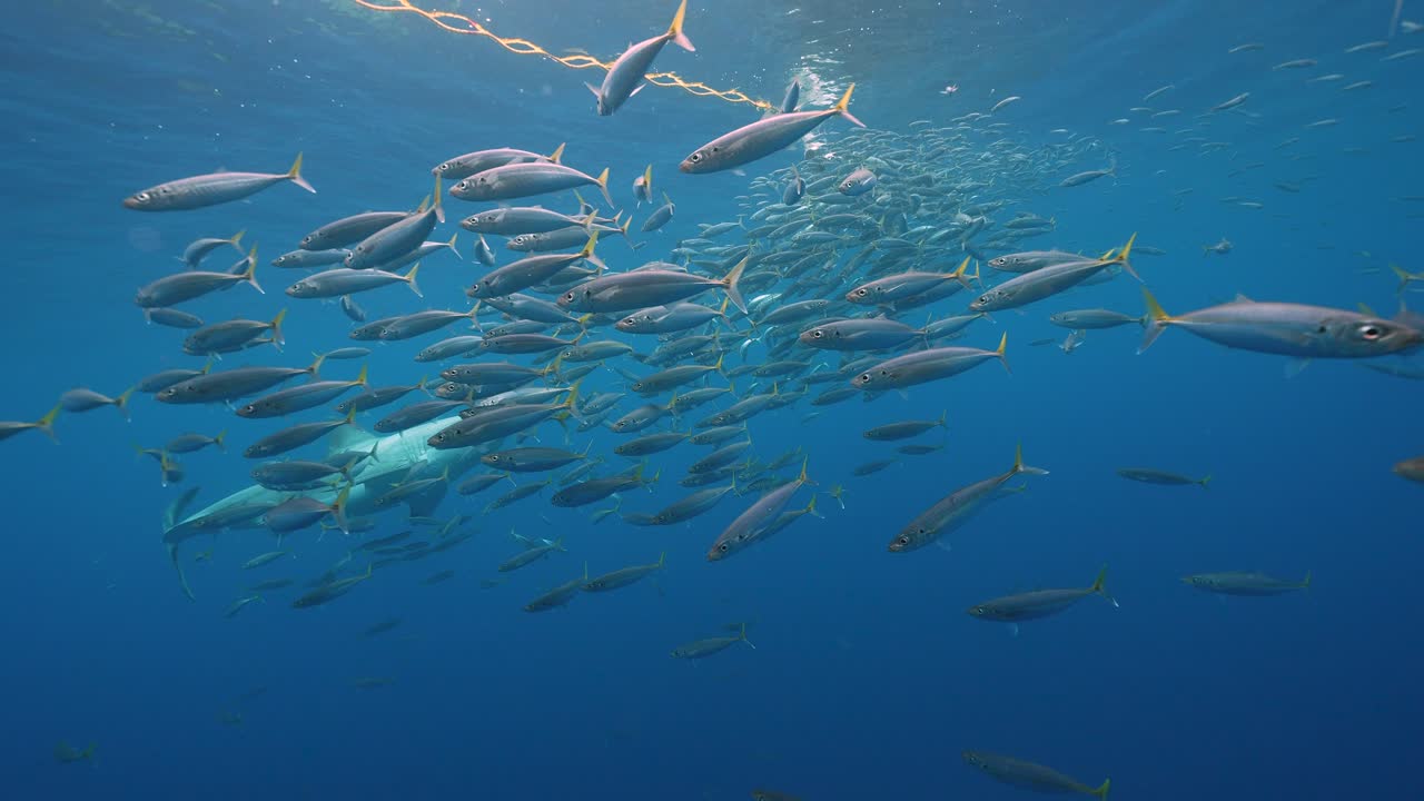 Great White Shark approaches bait very fast, getting close and swimming by while cage diving at the island of Guadalupe, Mexico. Slow motion shot