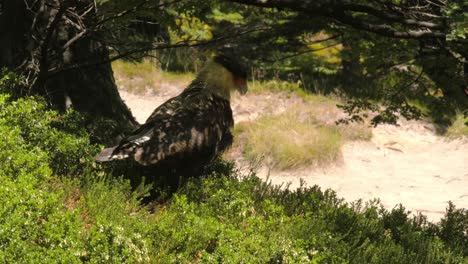 Wild-Condor-near-Andean-Cordillera,-Wild-Largest-Flying-Bird-of-South-America-during-Summer-in-a-Green-Landscape