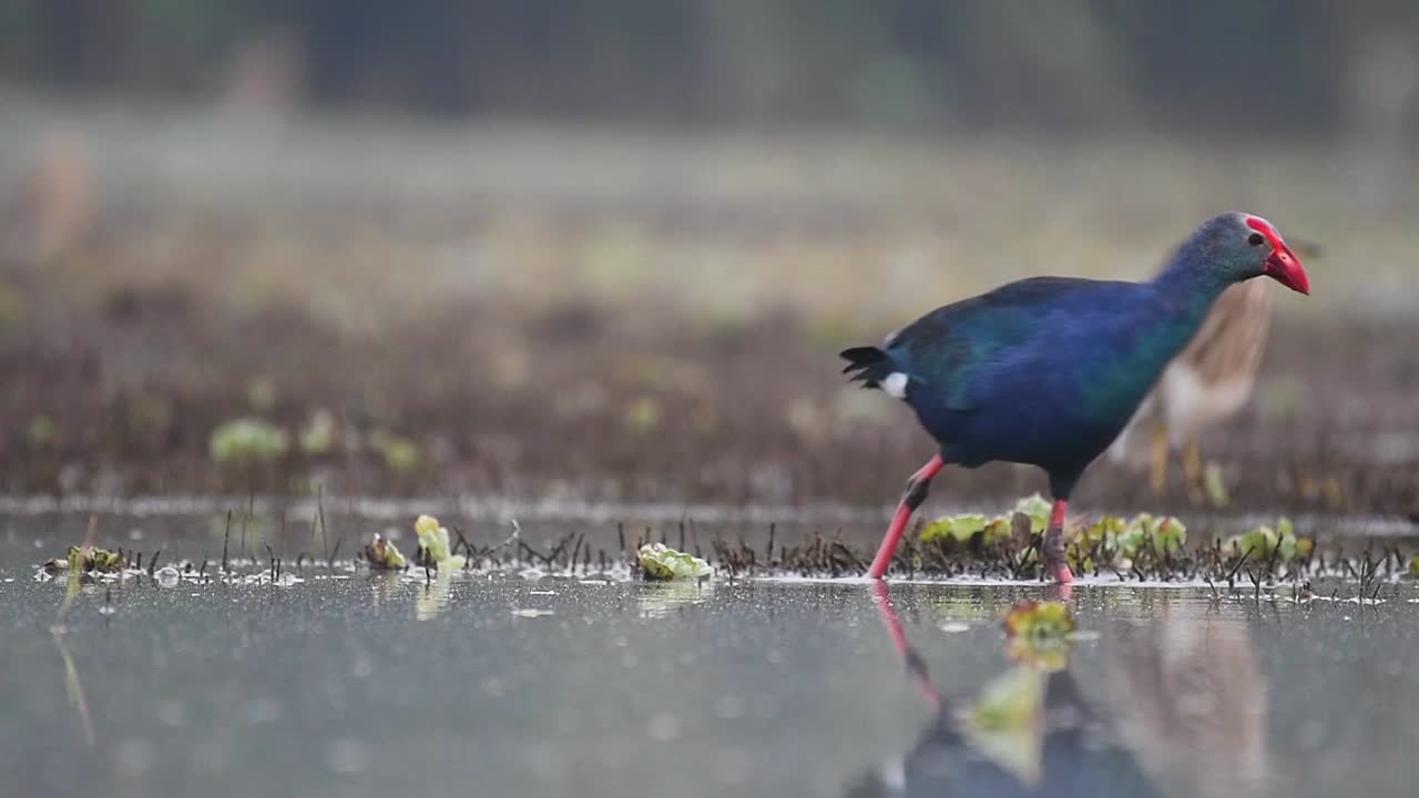그레이 헤드 스펜 (porphyrio poliocephalus)
