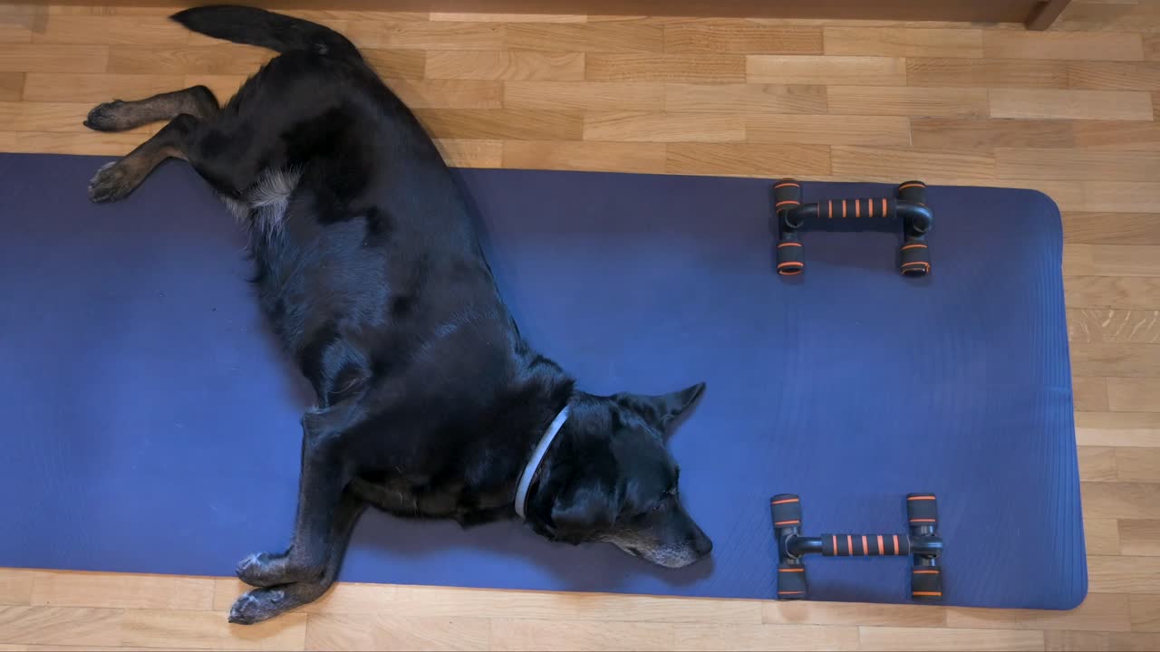 Bird's-eye view of a senior black Labrador dog reclining on a blue yoga mat, initially designated for or its owner's exercise