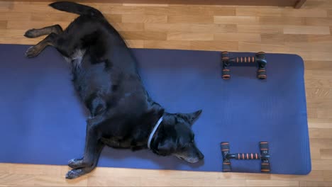 bird's-eye view of a senior black labrador dog reclining on a blue yoga mat, initially designated for or its owner's exercise