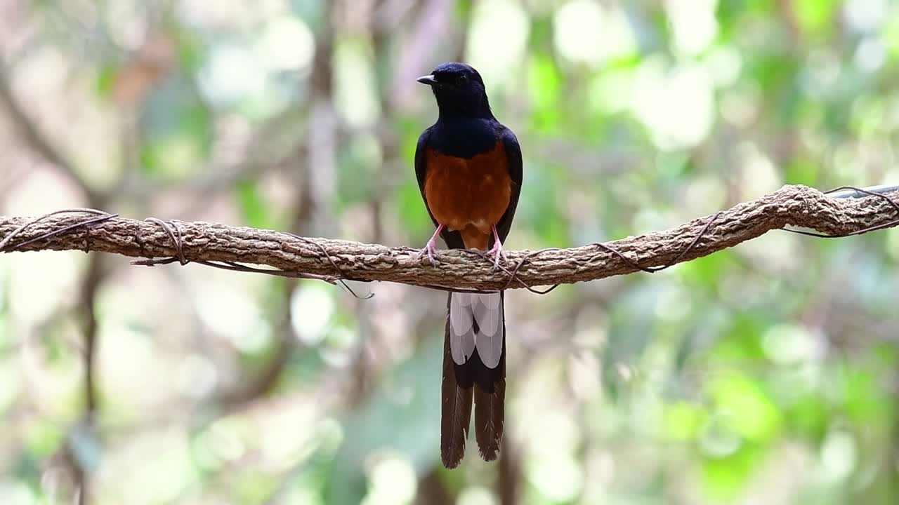 shama de rabadilla blanca encaramado en una vid con fondo bokeo del bosque, copsychus malabaricus, velocidad original