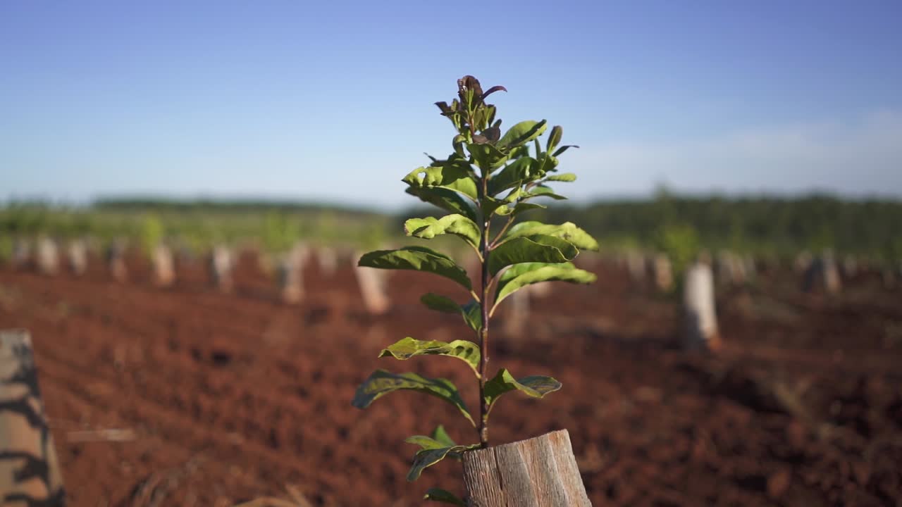 primer plano de un solo árbol joven de yerba mate que crece en una plantación en argentina