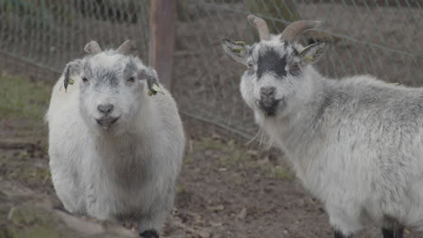 two goats looking at camera in petting zoo