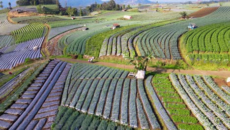 Drone-shot-of-farmer-is-riding-motorcycle-on-the-middle-of-agricultural-field