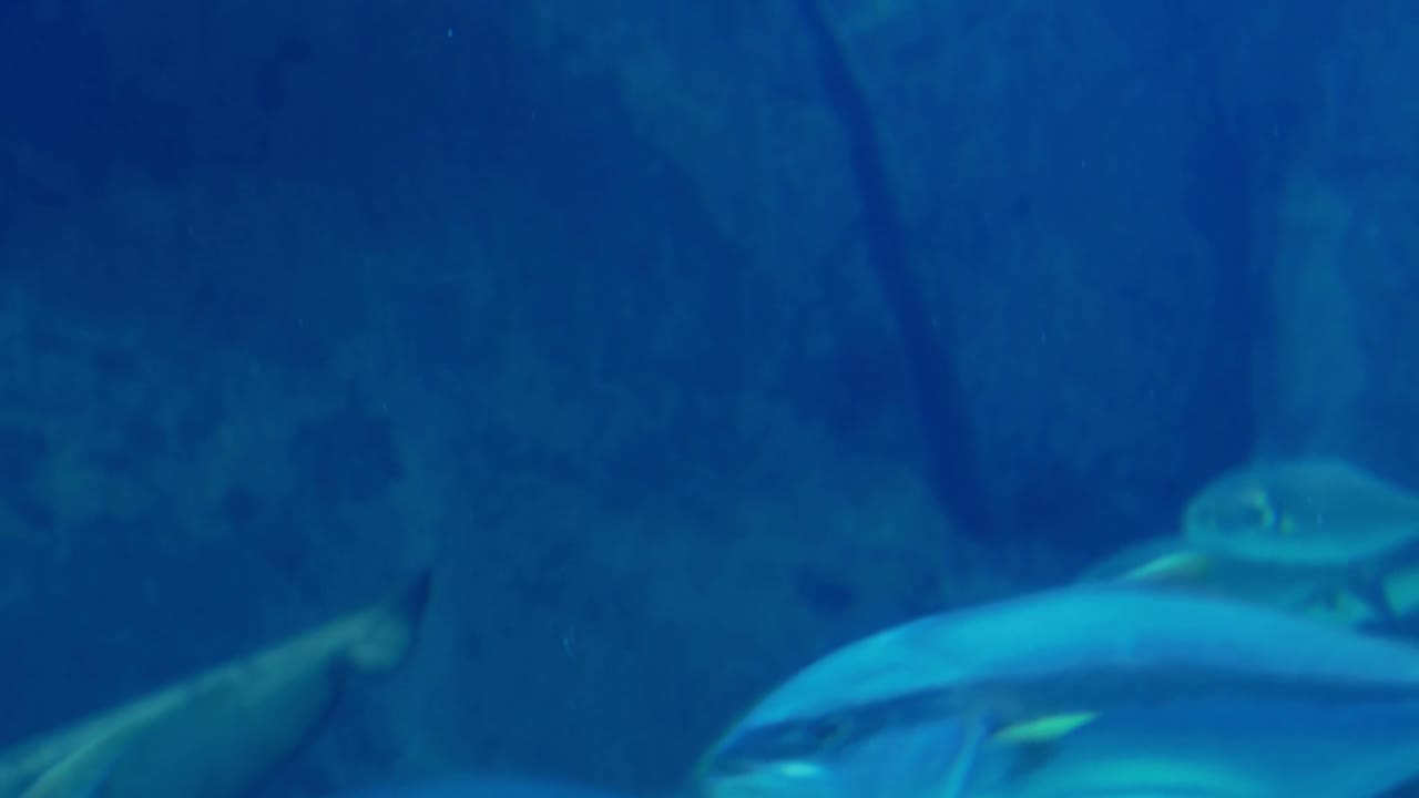 familia feliz mirando el tanque de peces