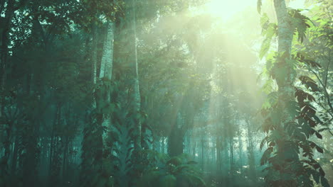 sun shining through trees in forest