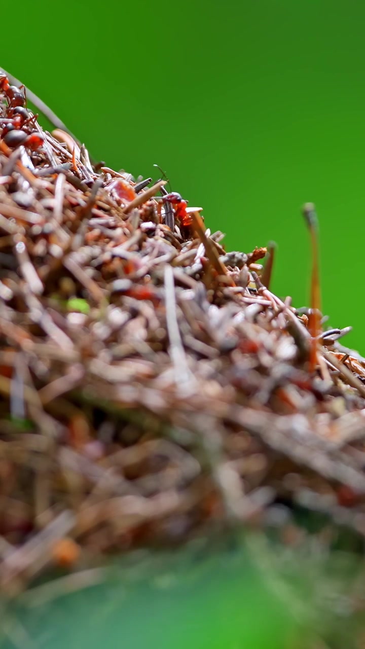 Macro Shot of Red Wood Ants on a Forest Anthill