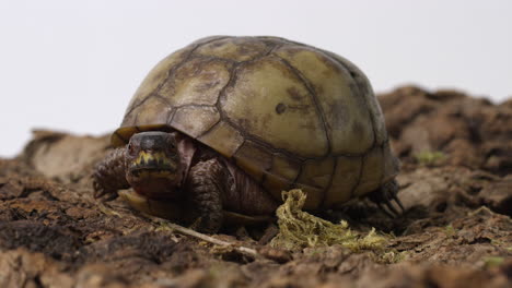 common box turtle looks towards camera then looks off to distance - white background