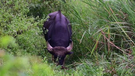 gaur, bos gaurus, kui buri national park, thailand