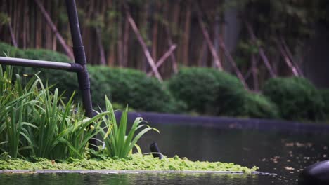 tranquil beauty of a courtyard pond