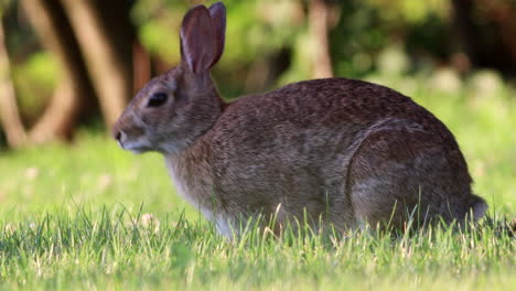 un conejo salvaje de cola de algodón pastando en la hierba verde