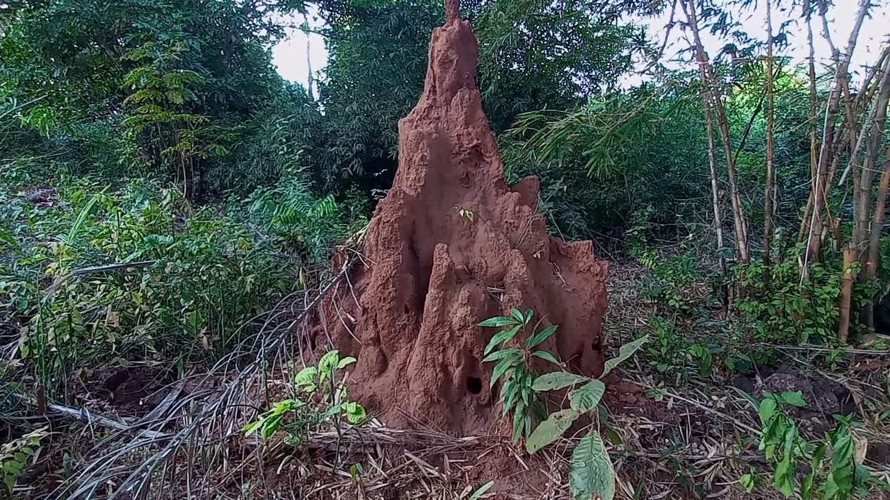 Baga Baga, yaklaşık 2 [ölçüsünde] dev bir karınca yuvası