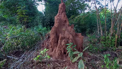 a baga baga, a giant anthill about 2