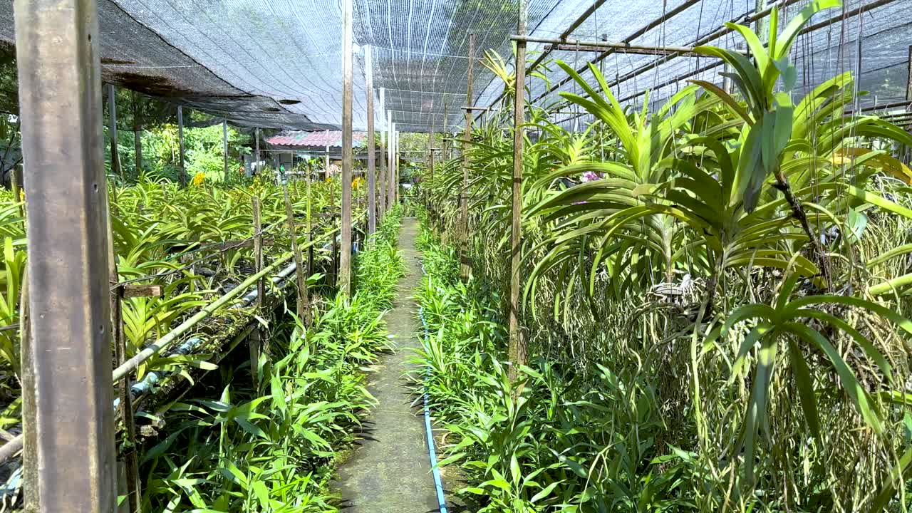 온실 환경에서의 오키디 식물