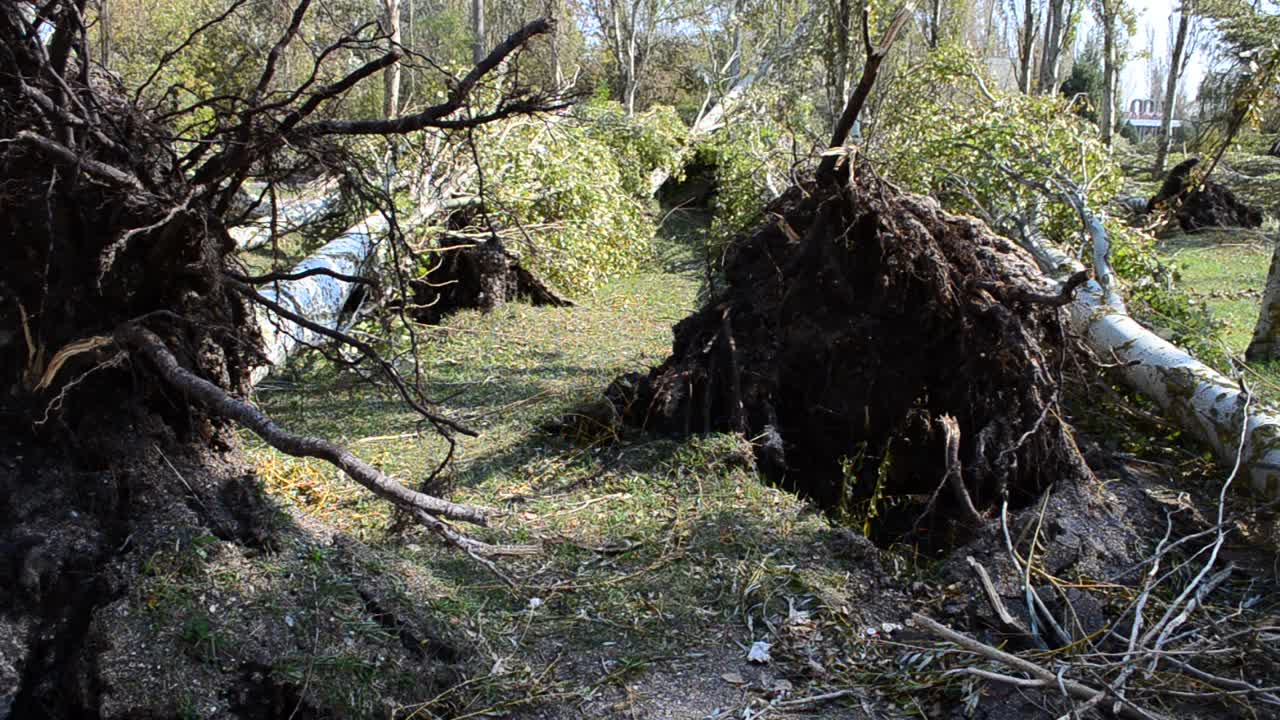 Radici degli alberi caduti. Dopo un uragano. Radura di pioppi, dopo un uragano.