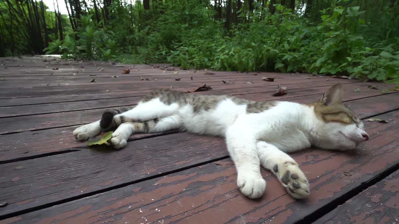 고양이 가 잠 을 자는 동안 모기 에 의해 짜증 을 느끼고 있다