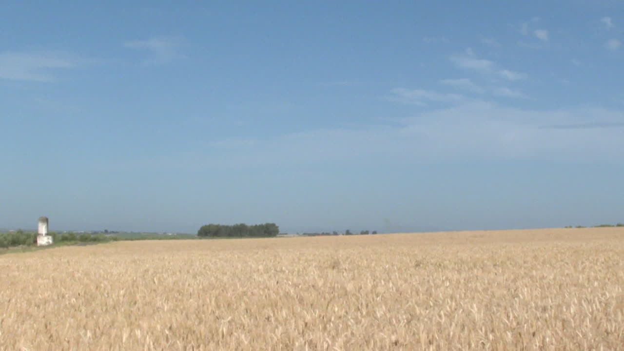 Golden Wheat Field Under a Clear Sky