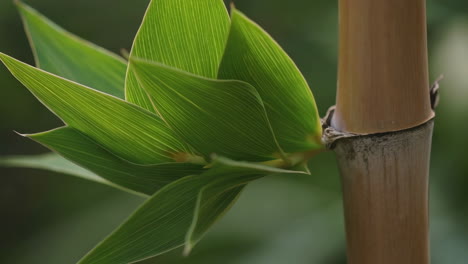 close-up of green bamboo leaves and stalk