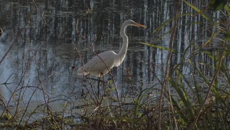 una garceta camina a lo largo de la costa de un pantano en cámara lenta