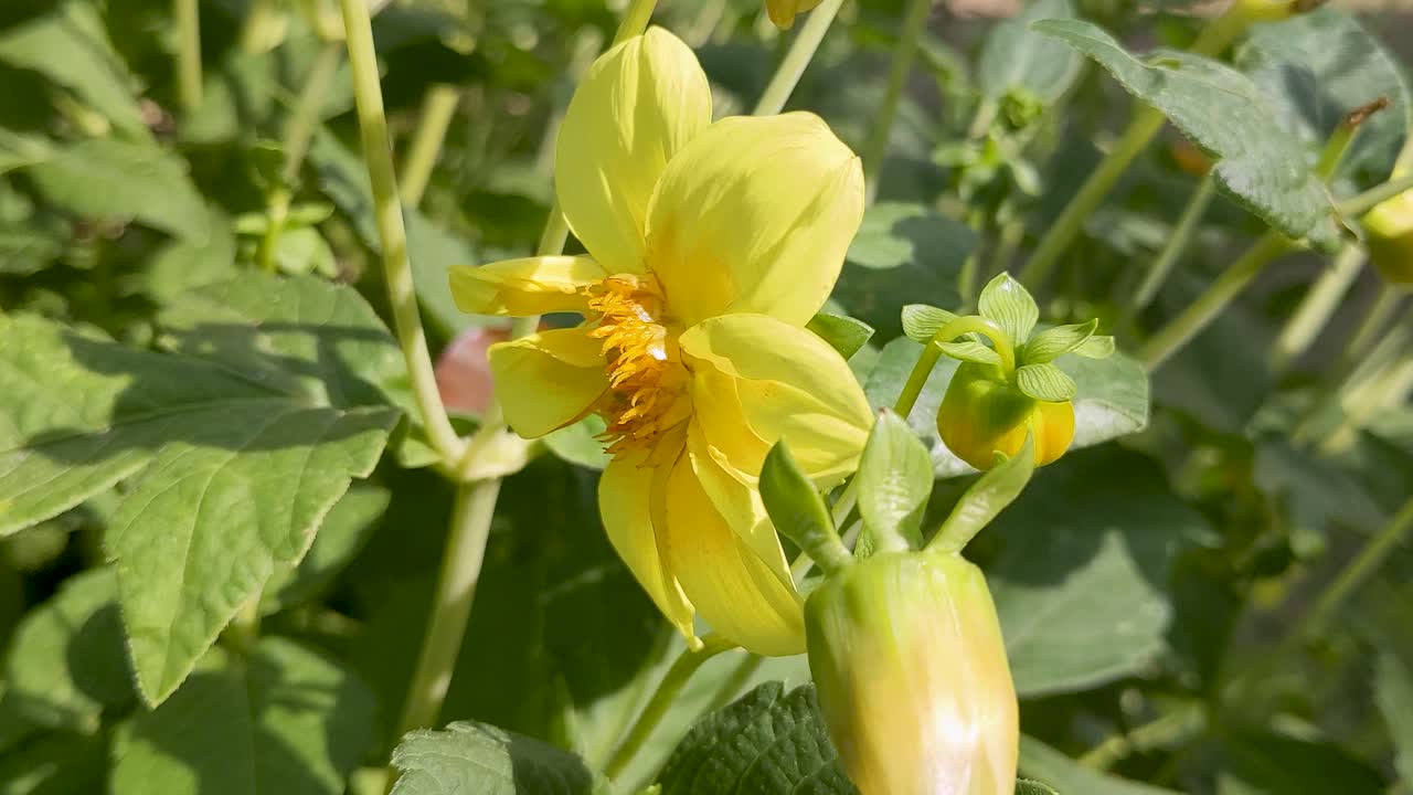 Bee Pollinating Bright Yellow Flower in Sunshine in Dorset UK 4K