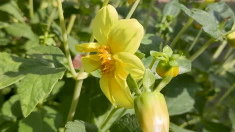 bee pollinating bright yellow flower in sunshine in dorset uk 4k