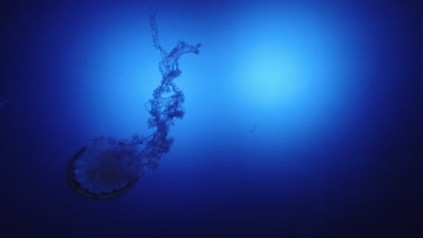 Zeitlupe-Einer-Qualle,-Die-In-Einem-Aquarium-Schwimmt