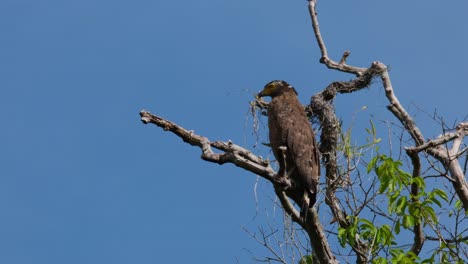 seen from its back perched up high the tree and then turns its head to look to the left and then back to where it was focused on, crested serpent eagle spilornis cheela, thailand