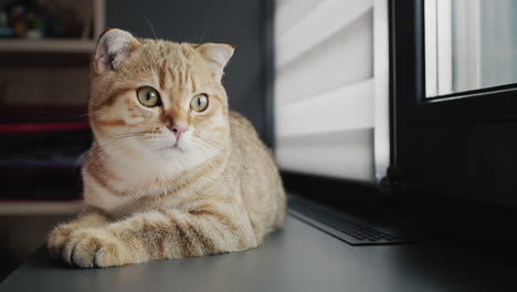 A-ginger-cat-is-sitting-on-the-windowsill-near-the-heater-grate.-Warm-and-well-insulated-house