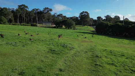 Aerial-approaching-shot-of-kangaroo-family-grazing-and-jumping-on-grass-field-in-Australian-Scenic-Area-at-summer---slow-motion-footage