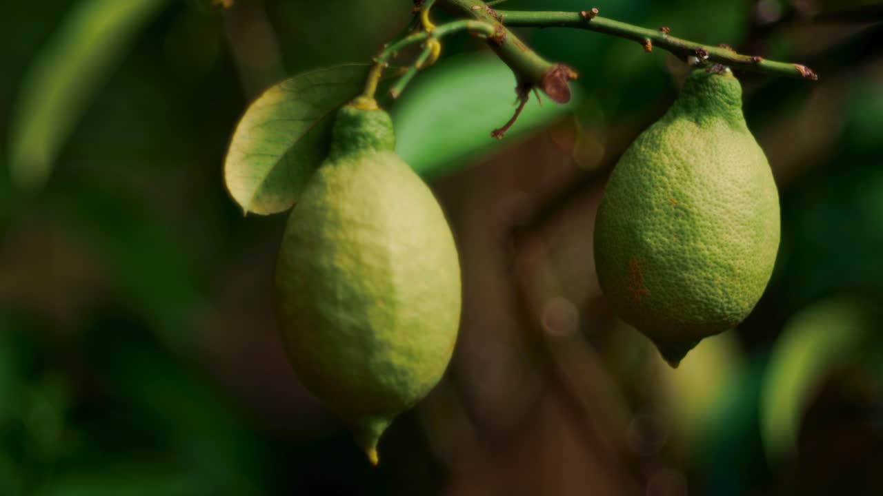 Close up of fresh green lemons hanging from a branch in Italy. Soft sunlight and blurred background