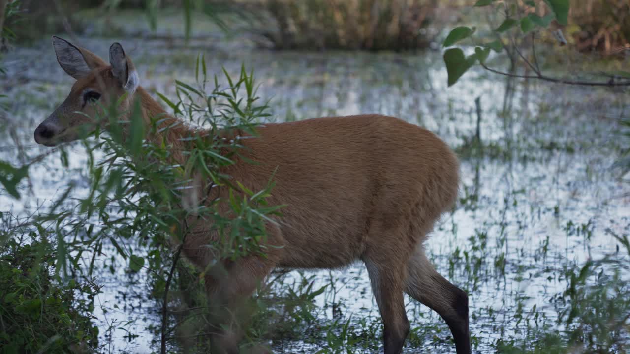 Deer looks alert in wetland zone, surrounded by water plants and reeds, tracking walk in slow motion