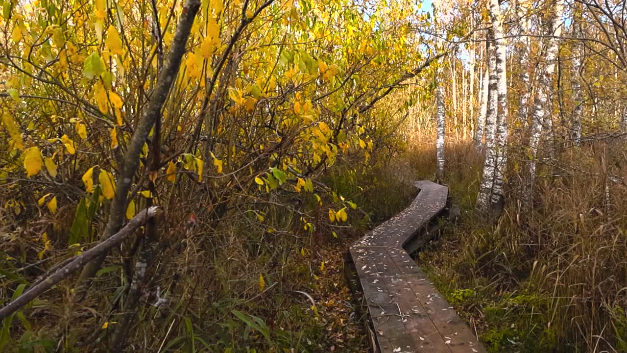 Autumn time wooden brown boardwalk in bog marshland or wetland nature where yellow golden leaves have fallen and birch trees surround the hiking path road. Sunny day or morning time