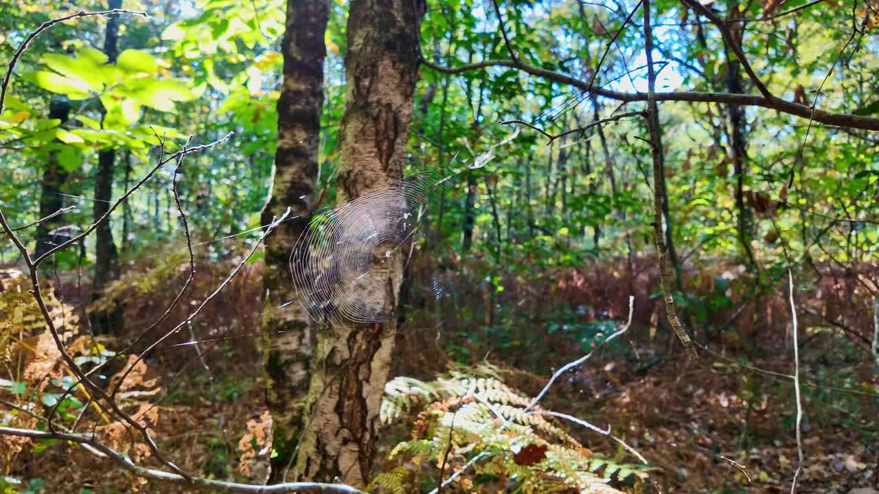 Slow-motion pan of spider web in forest sunlight, showing intricate silk patterns and seasonal foliage