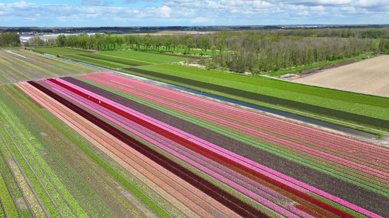 Flying around a field of colorful tulips