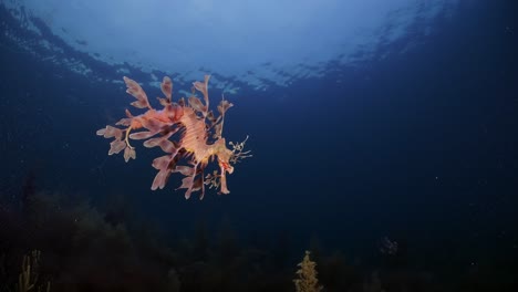 Leafy-Sea-Dragon-with-eggs-4k-slow-motion-South-Australia