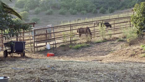 un caballo, una vaca y un búfalo dentro de un coral en una granja y rancho de permacultura sostenible en summerland california