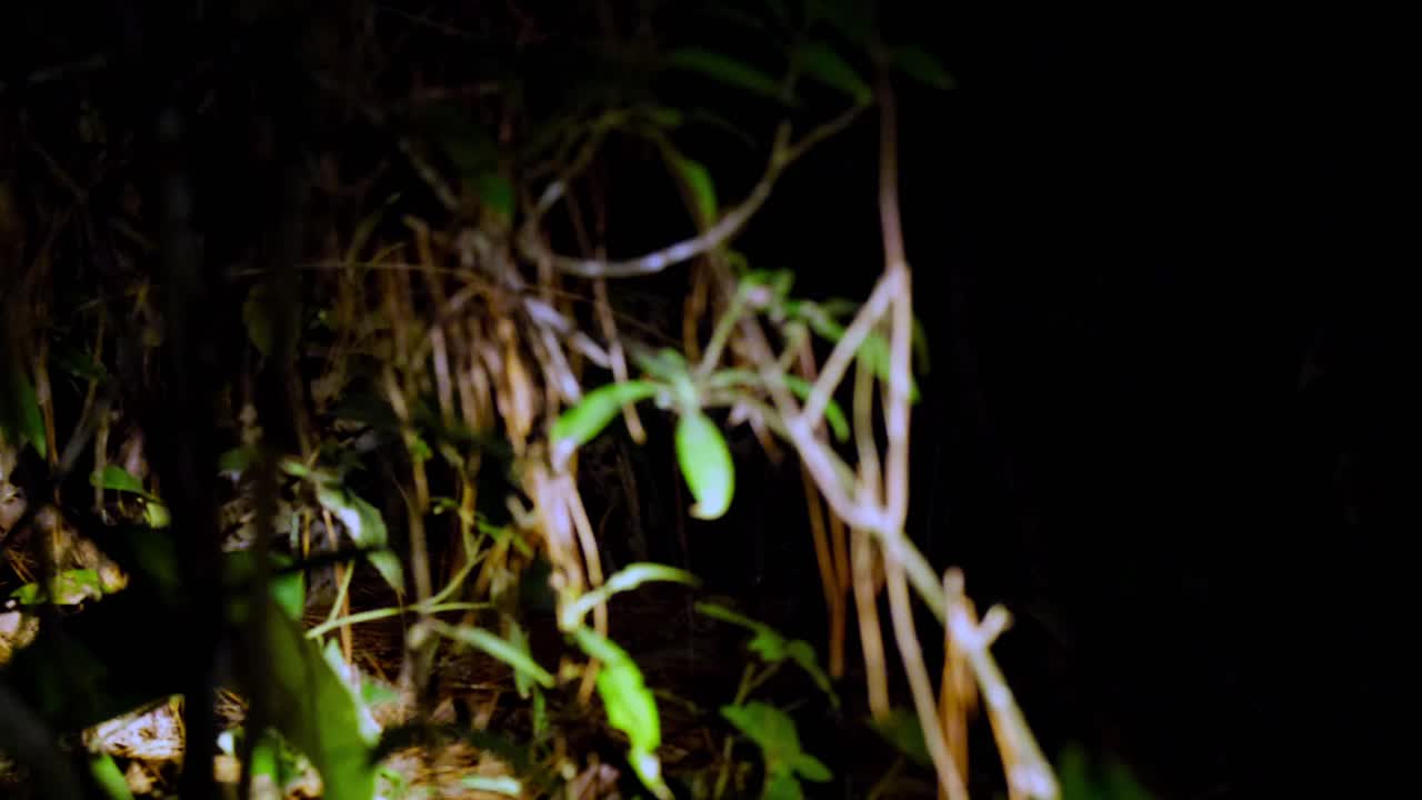 visto caminando tranquilamente en el bosque mientras era seguido por una luz