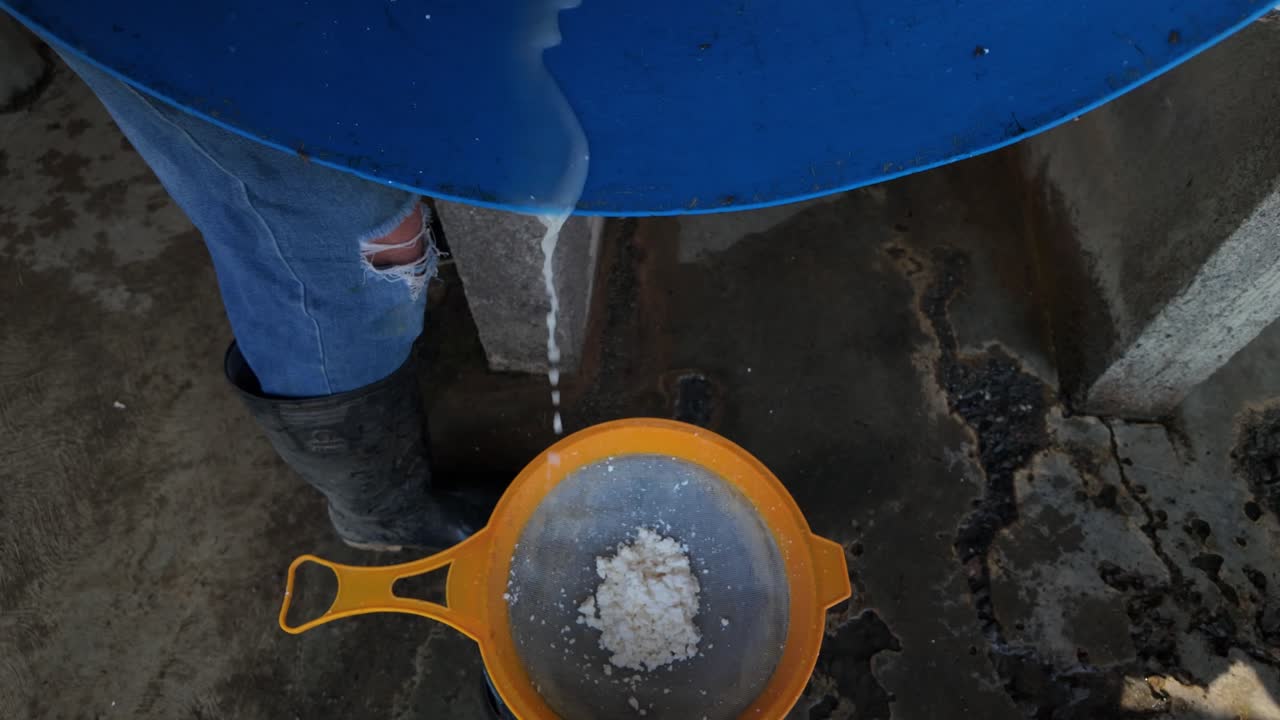 Hand Squeezing Fresh Curds in a Traditional Cheesemaking Process