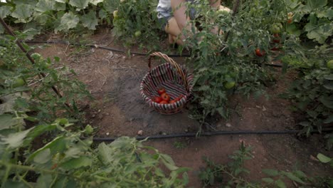 Tomaten-Im-Bio-Gemüsegarten-Ernten